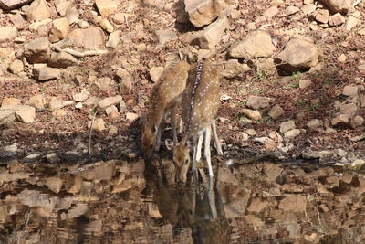 Lizard on stone wall