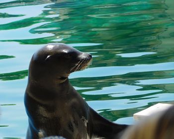 Close-up of sea turtle swimming in water