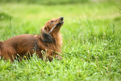 View of a dog on field