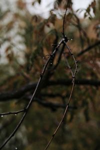 Close-up of wet plant during rainy season