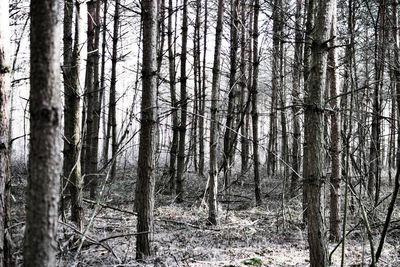 Trees in forest