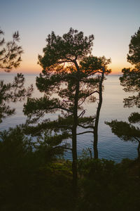 Silhouette tree by lake in forest against sky