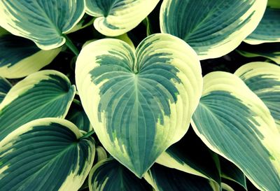 Full frame shot of leaves