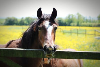 Close-up of horse on field