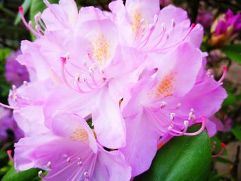 Close-up of pink flowers