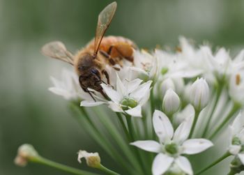 Close-up of bee on white flower