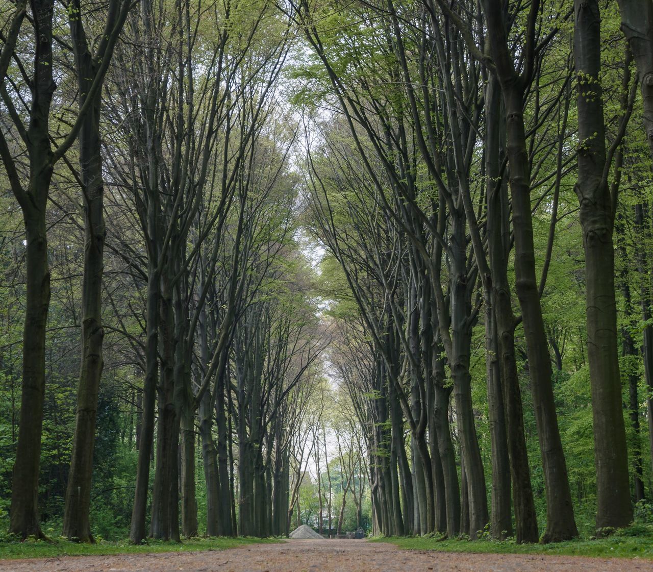 tree, the way forward, tranquility, forest, diminishing perspective, growth, treelined, vanishing point, tree trunk, nature, tranquil scene, woodland, beauty in nature, scenics, green color, footpath, branch, day, non-urban scene, road