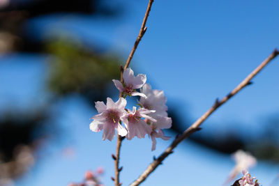 Close-up of cherry blossoms in spring