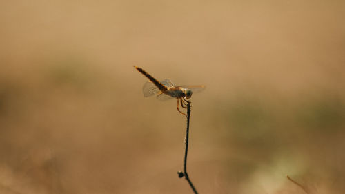 Close-up of dragonfly on plant