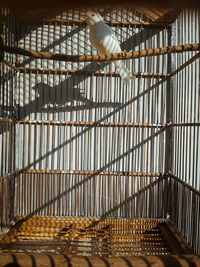 Low angle view of bird in cage