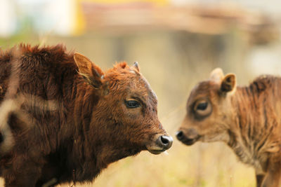 A close-up of two cows in a field