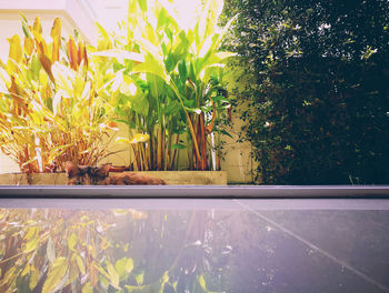 Close-up of flowers in backyard