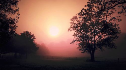 Silhouette of tree at sunset