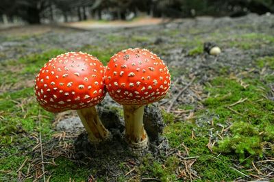 Close-up of mushroom on grassy field