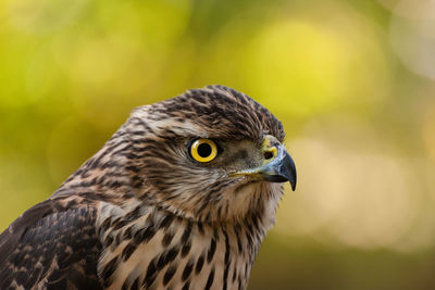 Close-up portrait of eagle