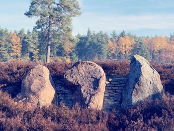 View of rocks in the forest