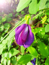 Close-up of purple flowering plant