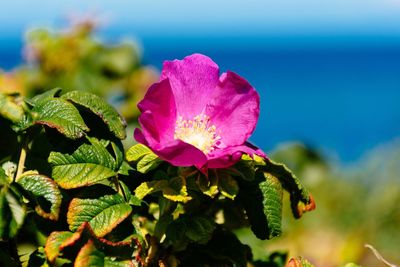 Close-up of pink flower