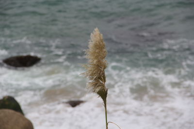 Close-up of feather on sea shore