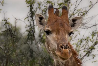 Portrait of giraffe with a bird on the head