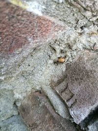 Close-up of lizard on rock