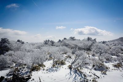 Low angle view of trees against sky