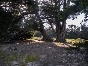 Trees growing in forest