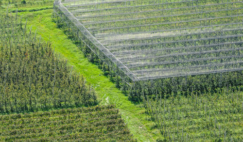 High angle view of agricultural field