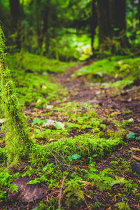 Plants growing on field in forest