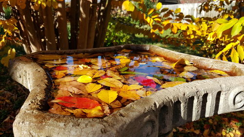 Close-up of autumn leaves in water 