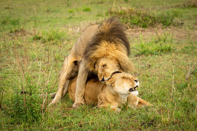 Male lion bares teeth standing by lioness