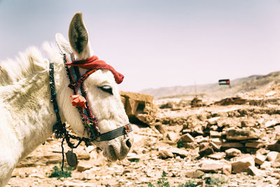 Horse cart on a land