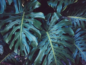 Full frame shot of leaves