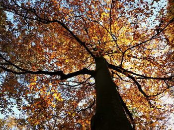 Low angle view of tree against sky