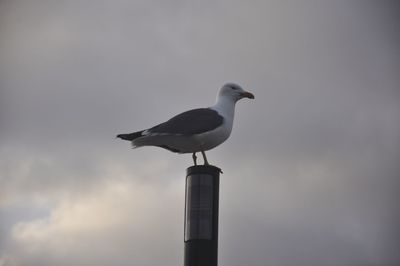 Low angle view of seagull perching on pole against sky