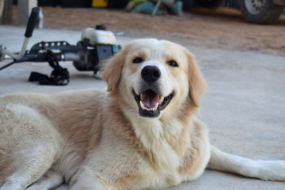 Portrait of dog lying down