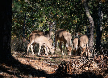 Horses in the forest