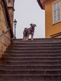 Low angle view of dog against sky