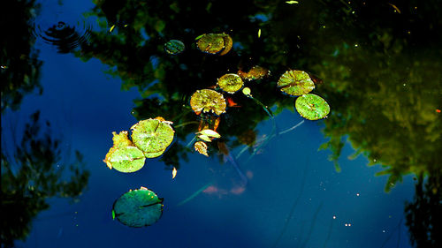 High angle view of koi carps swimming in lake