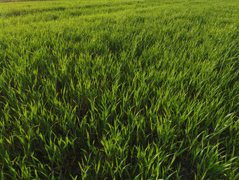 Full frame shot of wheat growing on field