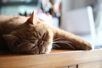 It's muji, my lovely cat. sleeping on the wooden table.
