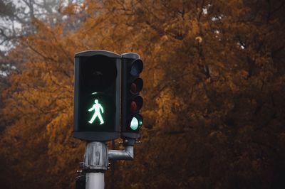 Low angle view of road signal against trees during autumn season, traffic light