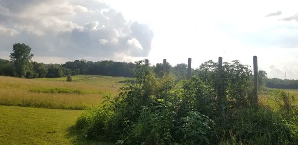 Scenic view of field against sky