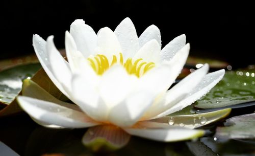 Close-up of white flower blooming against black background