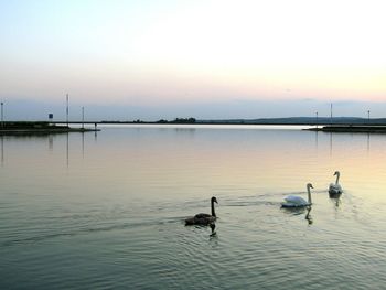 Swans swimming on lake at sunset