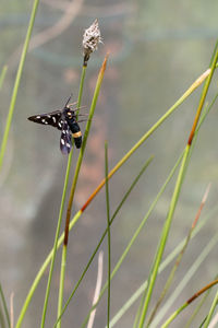 Close-up of insect on leaf