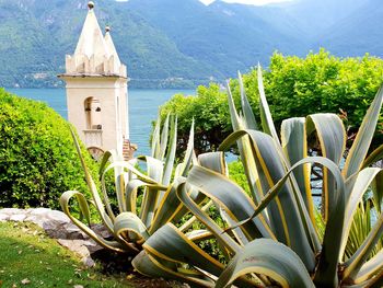 Plants and trees by buildings against mountains