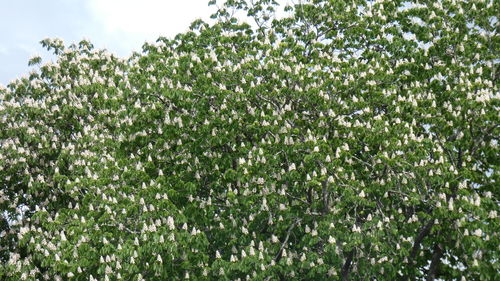 Low angle view of flowering plants against sky