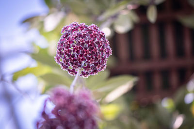 Close-up of purple flower growing on plant