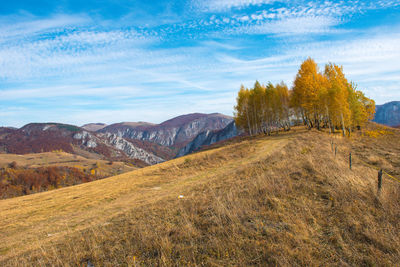 Group of yellow birch trees in the autumn. transylvania, romania